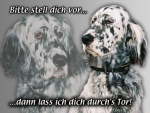 Hundewarnschild Englischer Setter #1