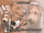 Aluminiumschild foxterrier