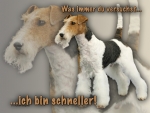 Aluminiumschild foxterrier