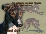 Aluminiumschild Galgo