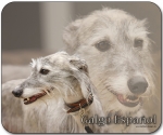 Mousepad Galgo