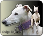 Mousepad Galgo español (Spanischer Windhund) #7