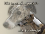 Aluminiumschild Galgo