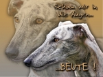 Aluminiumschild Galgo