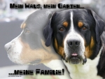 Hundewarnschild Grosser Schweizer Sennenhund #1
