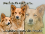 Hundewarnschild Harzer Fuchs (Altdeutscher Hütehund) #2