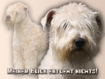 Hundewarnschild Irish Soft-Coated Wheaten Terrier #1