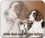 Mousepad Irish Red and White Setter