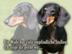 Hundewarnschild Kurzhaarteckel #2