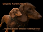 Hundewarnschild Kurzhaarteckel #5