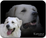 Mousepad Kuvasz