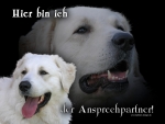 Hundewarnschild Kuvasz (Ungarischer Hirtenhund) #2