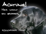 Hundewarnschild Labrador #6