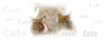Fototasse Maine Coon