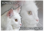 Katzenschild Maine Coon