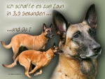 Aluminiumschild Malinois