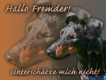 Aluminiumschild manchester terrier