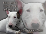 Aluminiumschild miniature bullterrier