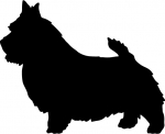 Norwich Terrier stehend Silhouette