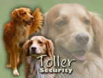 Aluminiumschild nova scotia duck tolling retriever