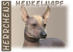 Fototasse Peruanischer Nackthund