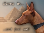 Hundewarnschild Kelb-tal Fenek (Pharaohund) #1
