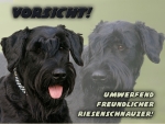 Hundewarnschild Riesenschnauzer #2