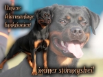 Aluminiumschild Rottweiler