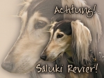 Aluminiumschild Saluki