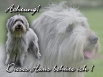 Hundewarnschild Schafpudel (Altdeutscher Hütehund) #1