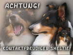 Aluminiumschild Sheltie