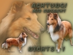 Aluminiumschild Sheltie