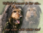 Hundewarnschild Strobel (Altdeutscher Hütehund) #2