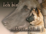 Hundewarnschild Tervueren (Belgischer Schäferhund) #1