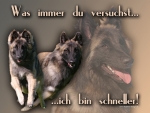 Hundewarnschild Tervueren (Belgischer Schäferhund) #3