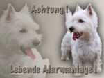 Aluminiumschild west highland terrier