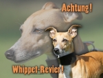 Aluminiumschild Whippet