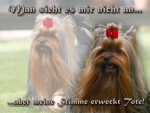 Aluminiumschild yorkshire terrier