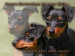 Aluminiumschild Zwergpinscher